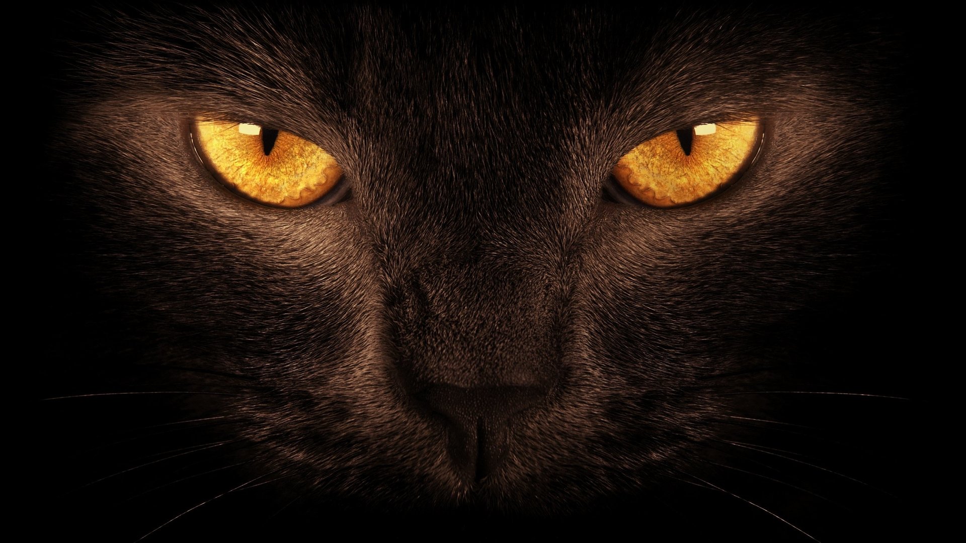 2560x1600-px-animal-beautiful-black-cat-close-1786711-wallhere.com.jpg