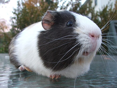 500px-George_the_amazing_guinea_pig.jpg