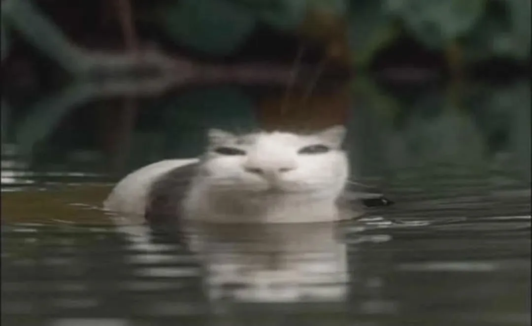 cat.webp