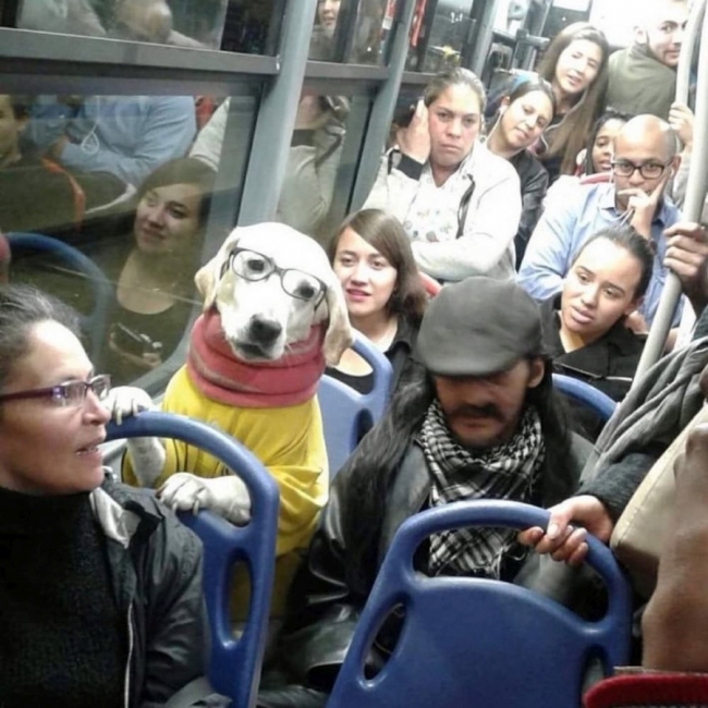 Dog-on-Metro-Trans-rush-hour.jpg