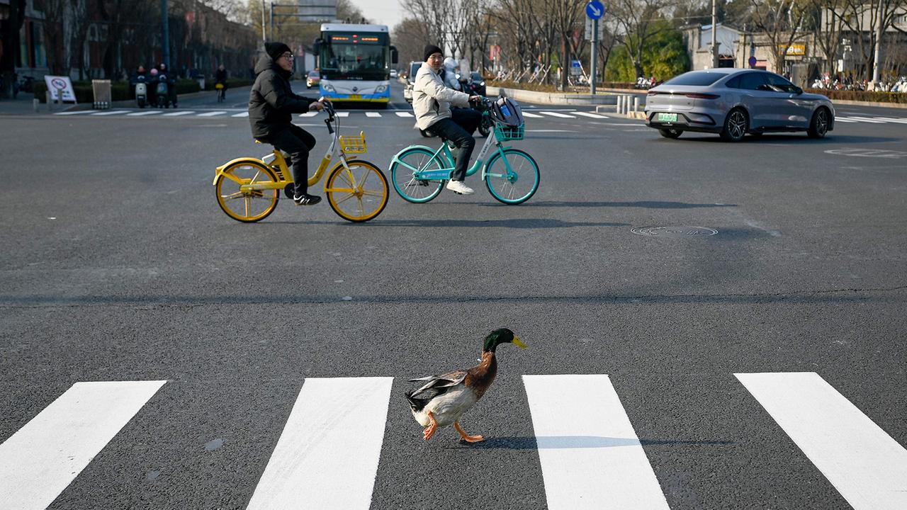 duck-128.jpg