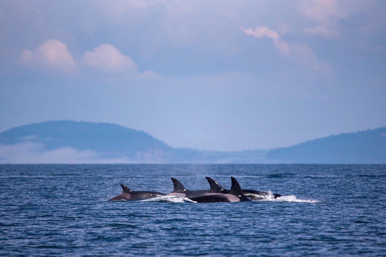 orcas.jpg