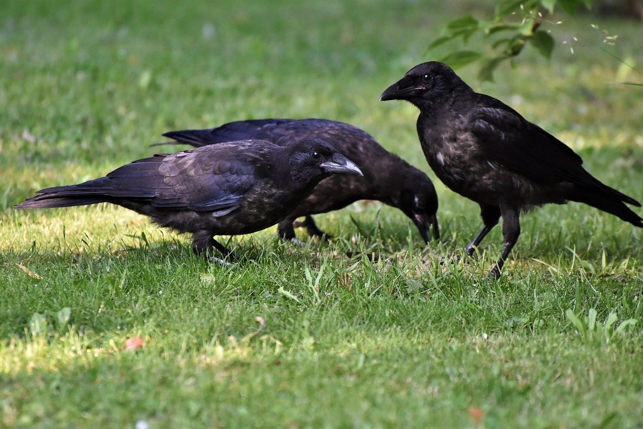 Ravens.jpg