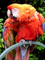TurboGrafx-16 color palette as parrot in png format