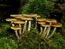 Galerina marginata5.JPG
