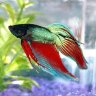 lucian.betta