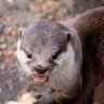 great_otter