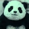 AngryPanda