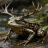 frogprince